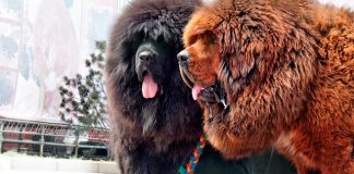 Вот так выглядит самая дорогая собака на Земле.