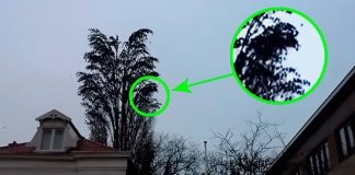 Парень просто снимал дерево. Но на 0:18 произошло то, что он запомнит надолго!
