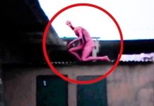 20 странных существ, снятых на видео