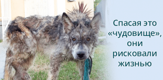 Невероятно! Они даже не понимали, кого пытаются спасти – волка или собаку?