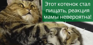 Невероятно мило! Мама-кошка «разговаривает» со своим малышом